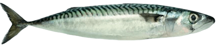 Maquereau